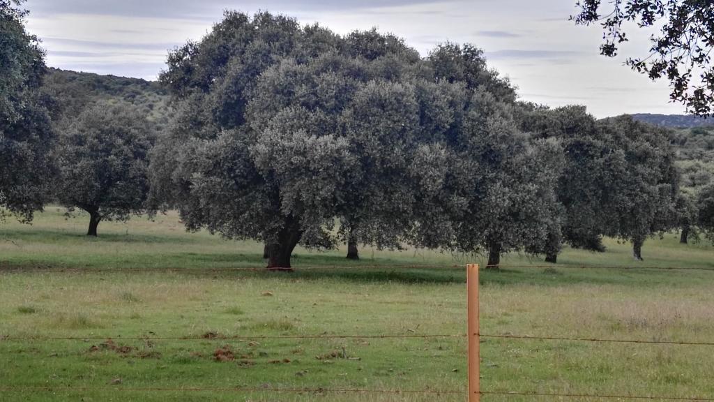 Casa Rural El Trillo Pensionat El Alcornocal Exteriör bild